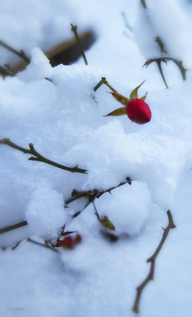 die letzte Rose