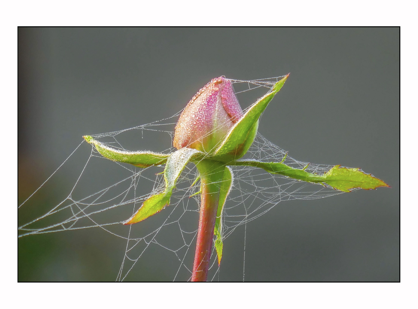 Die letzte Rose