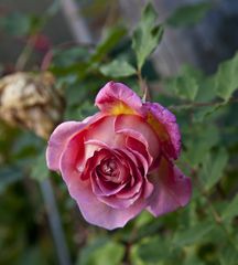 Die letzte Rose