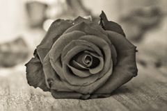 Die letzte Rose