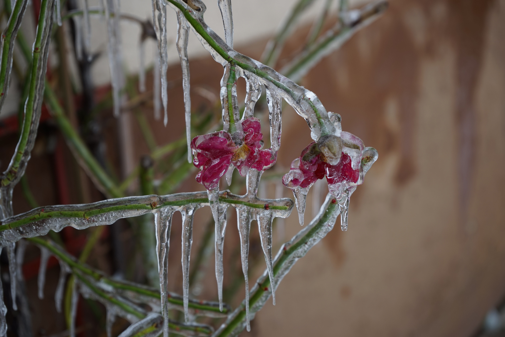 Die letzte Rose