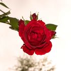 die letzte Rose