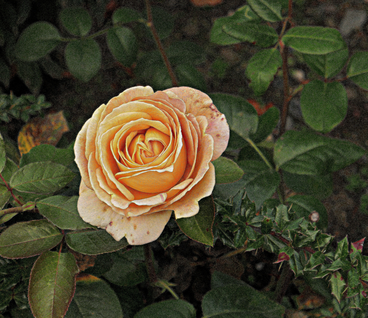 Die letzte Rose am Wegesrand