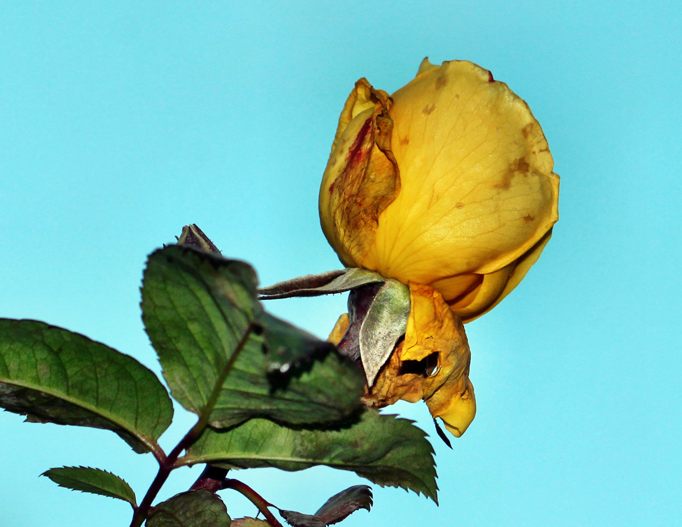 Die letzte Rose am Weihnachtstag 2014