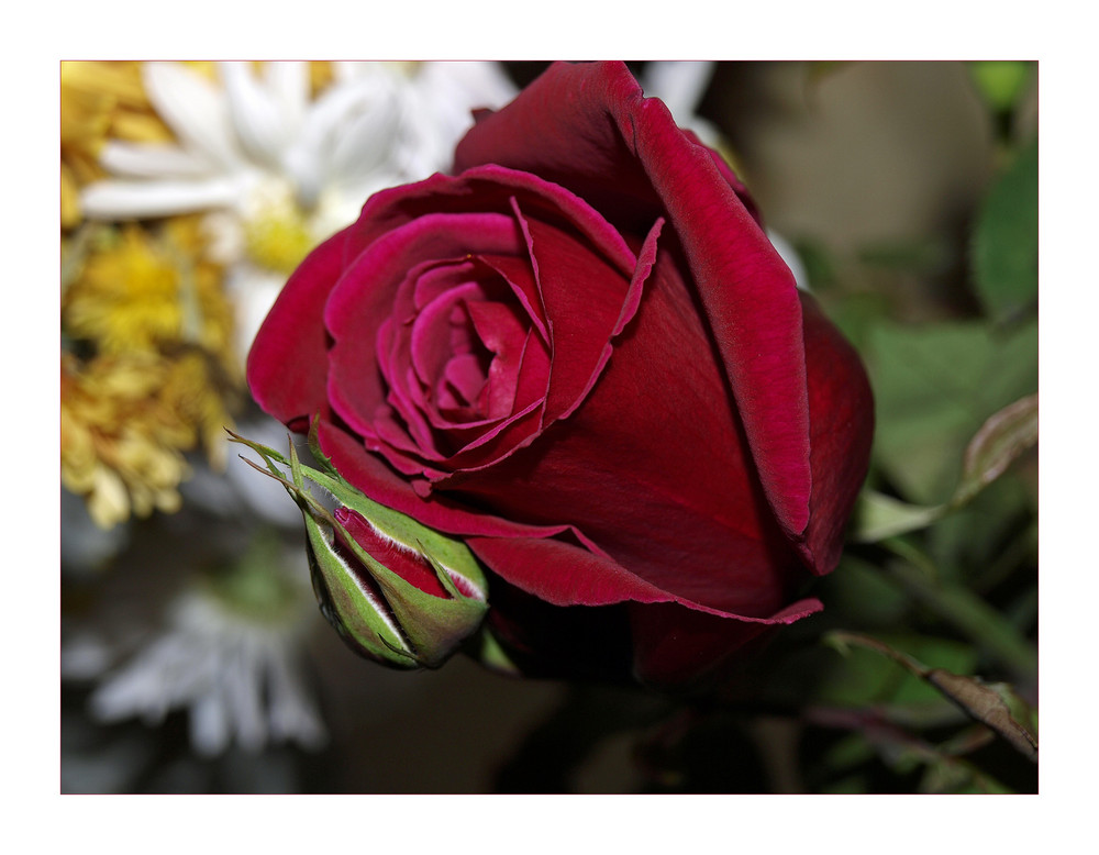 Die letzte rose aus dem garten (wurde als knospe abgeschnitten und ging in voller pracht auf!)