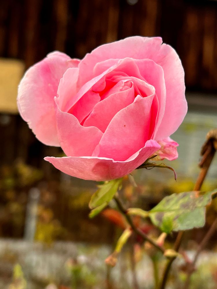 Die letzte Rose aus meinem Garten Foto & Bild spezial, outdoor