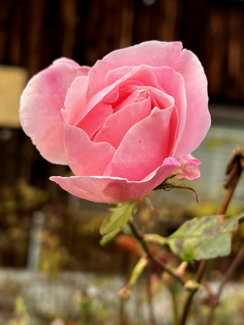 Die letzte Rose aus meinem Garten