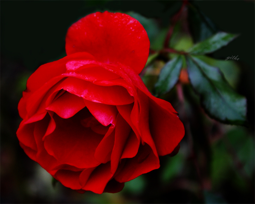 Die letzte Rose