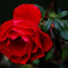 Die letzte Rose