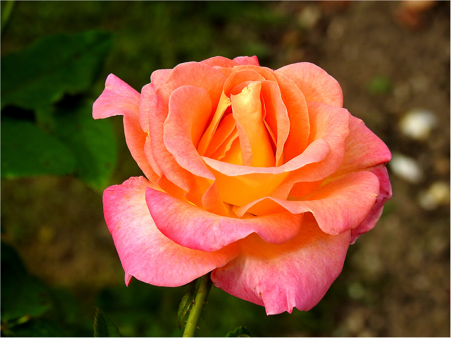 Die letzte Rose