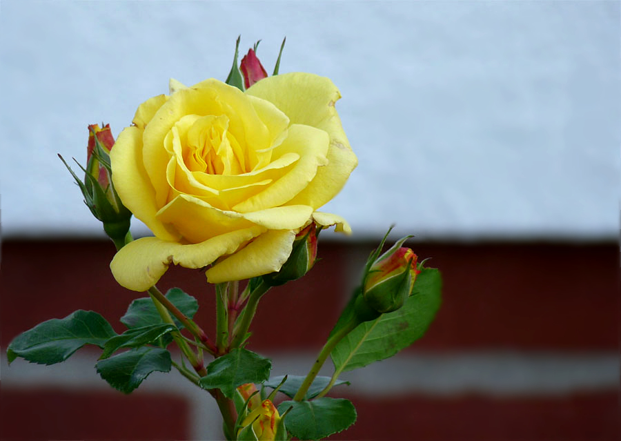 Die letzte Rose, bei uns vor dem Haus