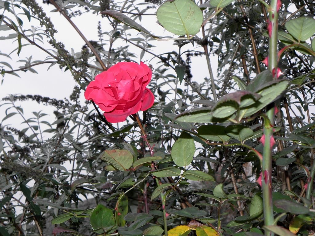 Die letzte Rose