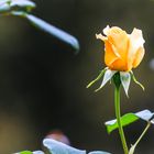 Die letzte Rose