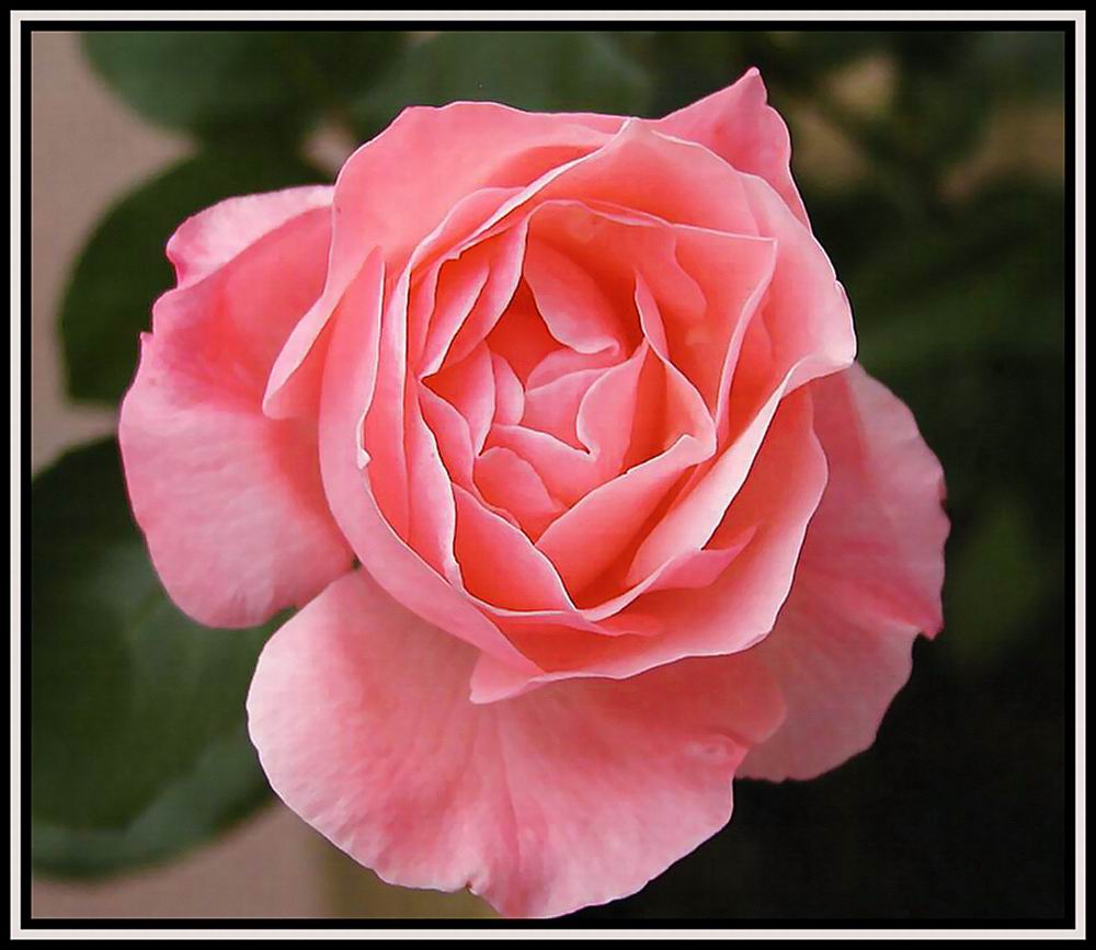 Die letzte Rose