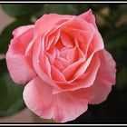 Die letzte Rose