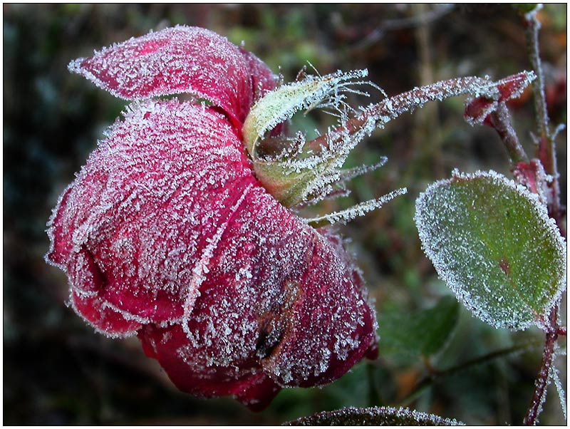 Die letzte Rose