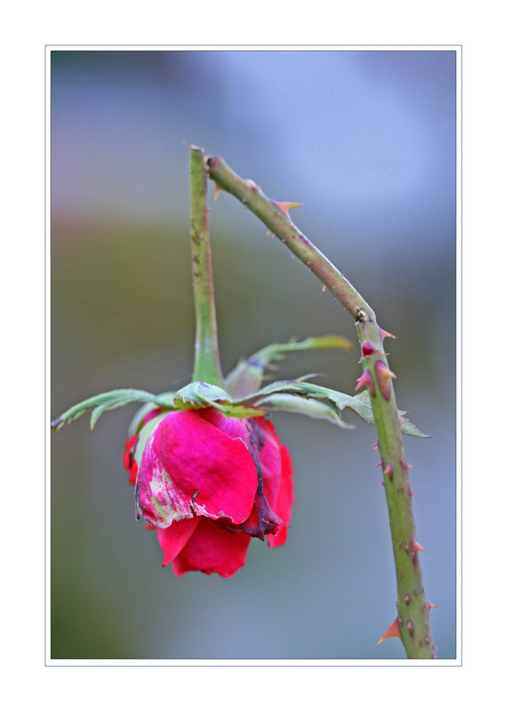 Die letzte Rose des Sommers