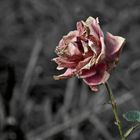 Die letzte Rose dieser Zeit......