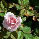 Die letzte Rose