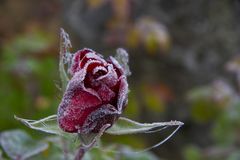 Die letzte Rose