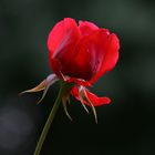 die letzte Rose