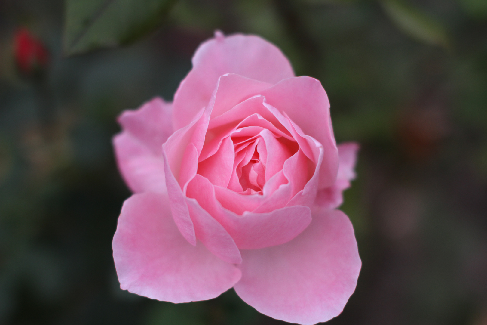 Die letzte Rose für dieses Jahr