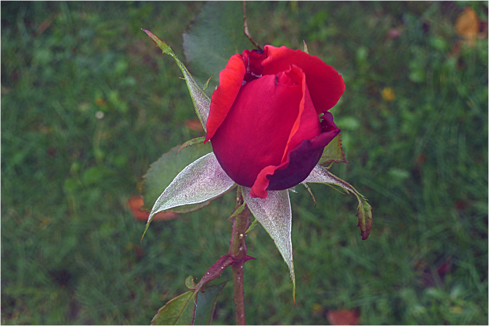 Die letzte Rose geht auf