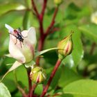 die letzte Rose hat nochmal Besuch