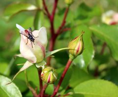 die letzte Rose hat nochmal Besuch