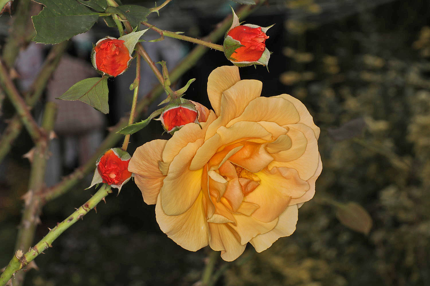 die letzte Rose im Garten