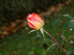 die letzte Rose im Garten...