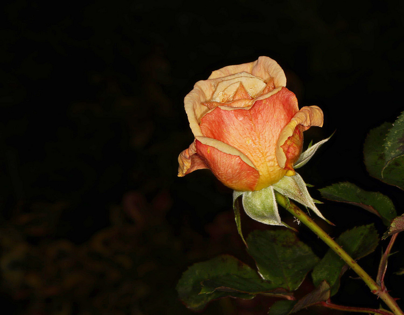 die letzte Rose im Garten