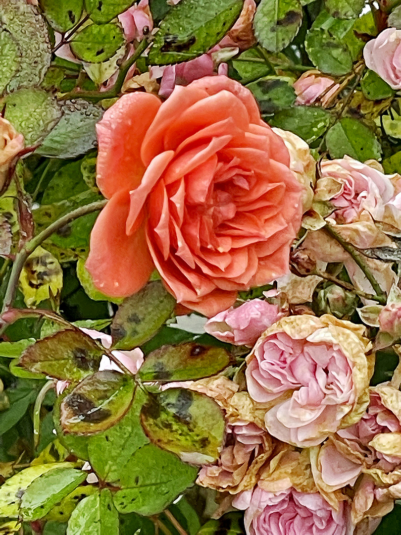 "Die letzte Rose" im Herbst