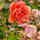 "Die letzte Rose" im Herbst