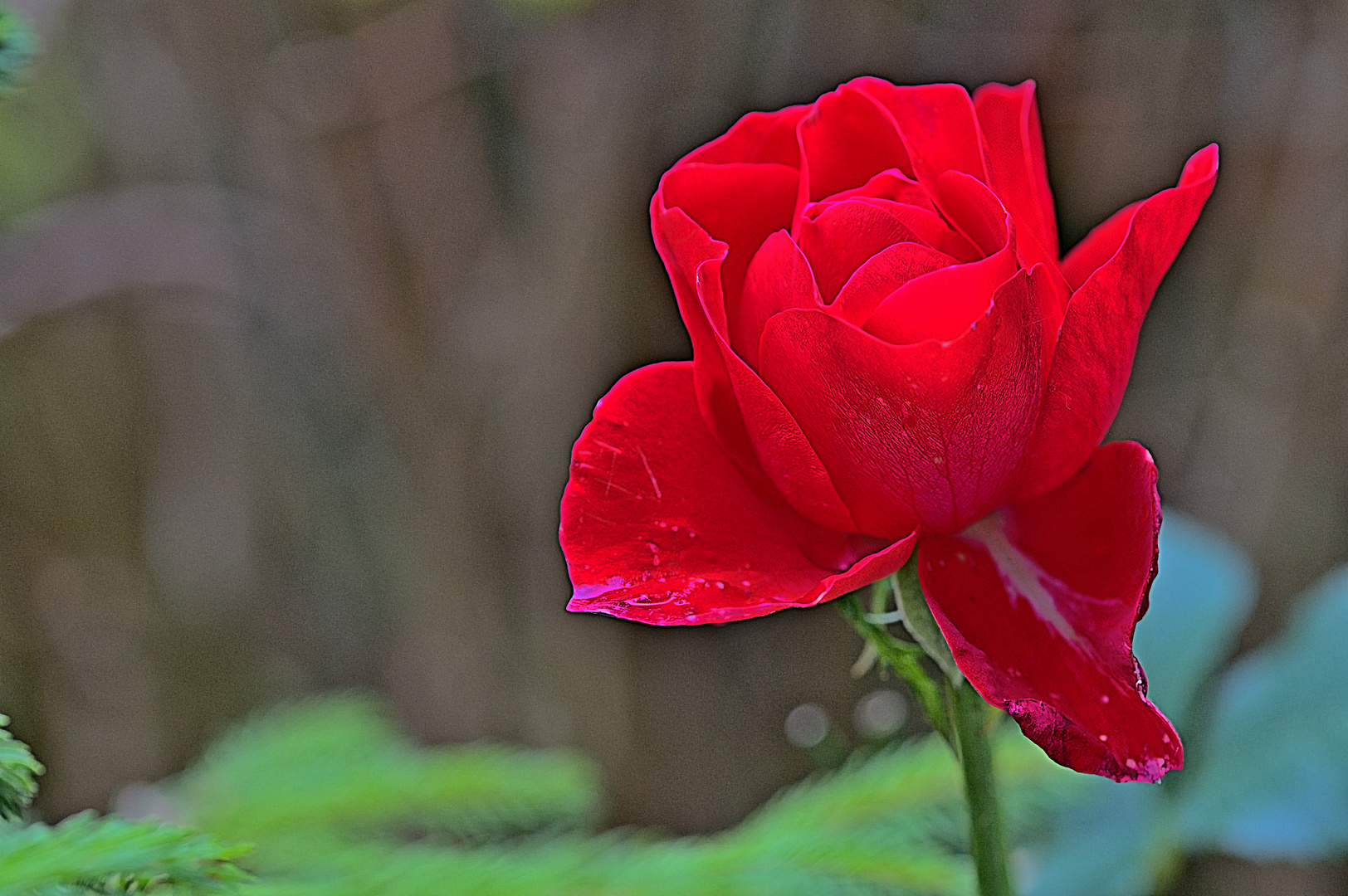 Die letzte Rose im Herbst