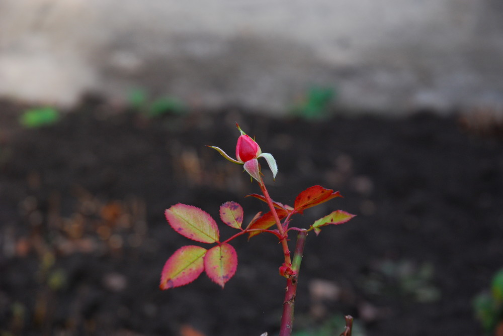 die letzte Rose im November..