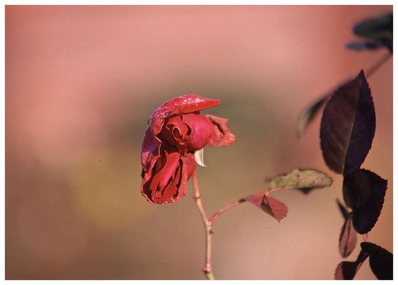 Die letzte Rose im November