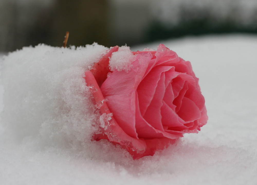 Die letzte Rose im Schne