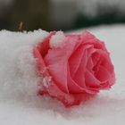 Die letzte Rose im Schne