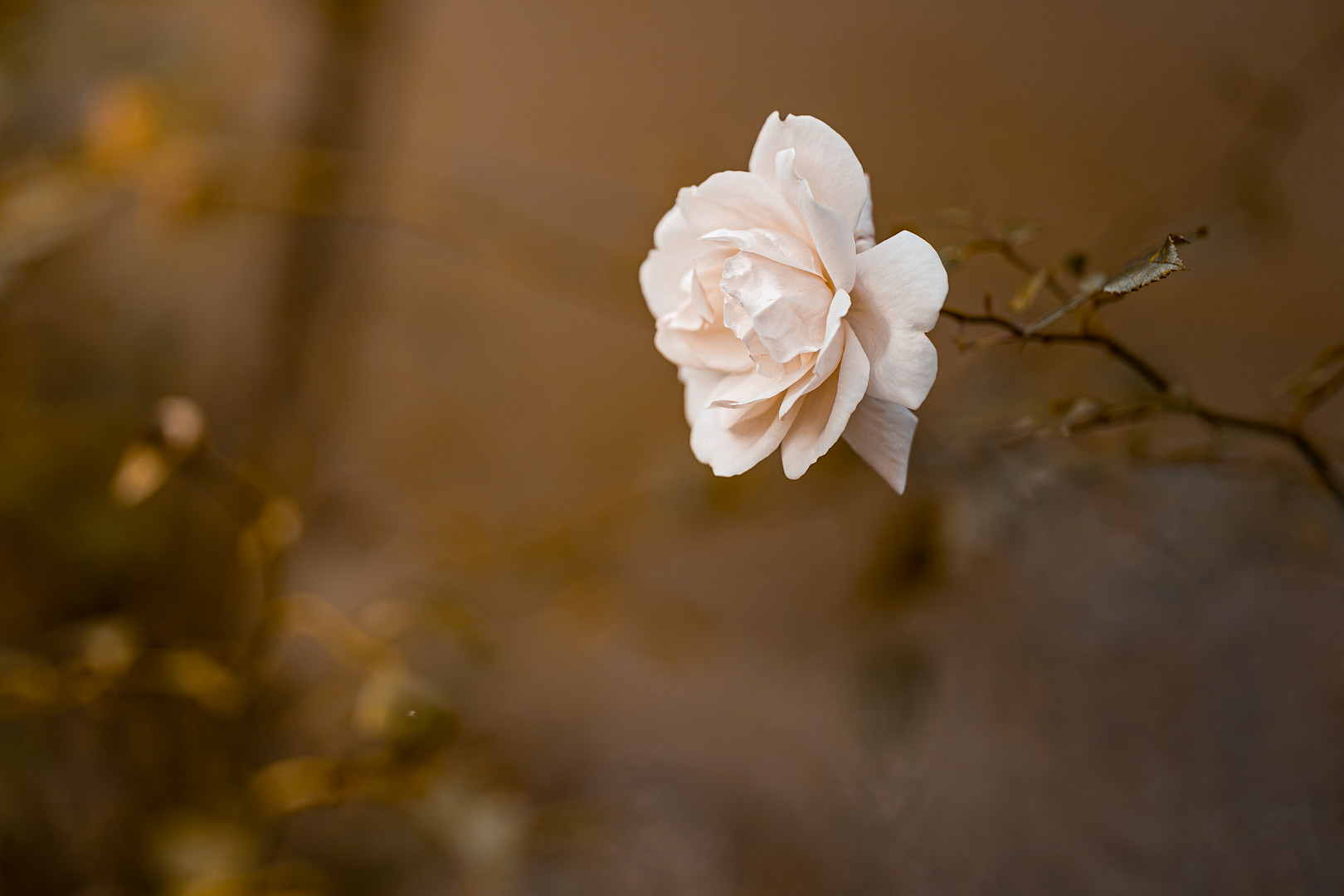 Die letzte Rose im Winter