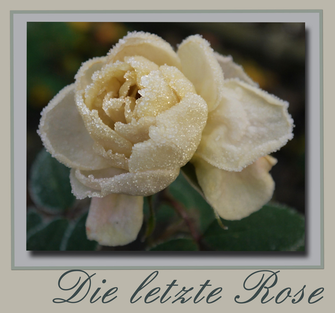 Die letzte Rose in diesem Jahr in meinem Garten