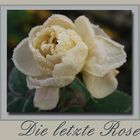 Die letzte Rose in diesem Jahr in meinem Garten