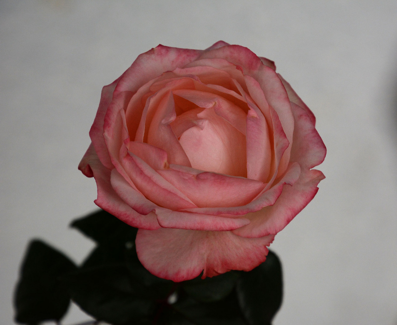 Die letzte Rose in meinem Garten am 29. November !