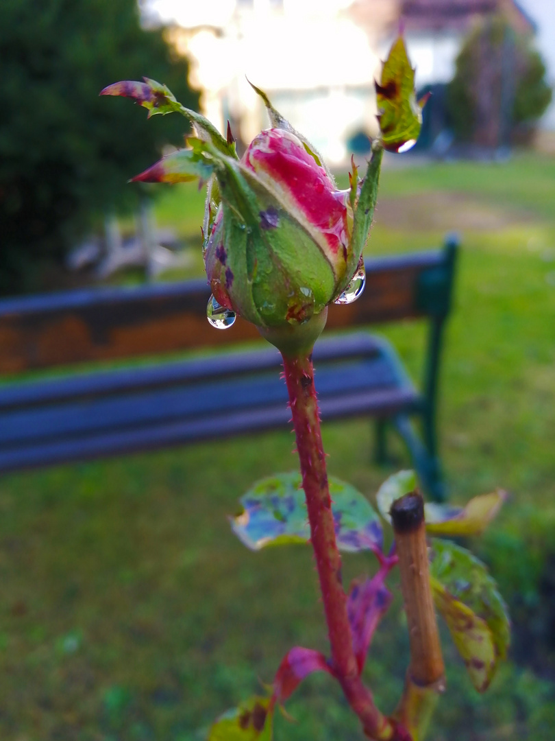 die letzte rose in meinen garten 