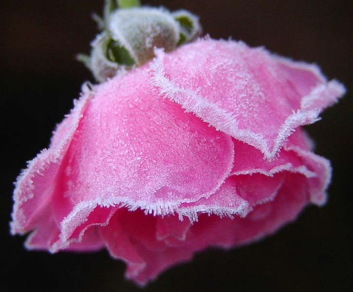 Die letzte Rose in unserem Garten