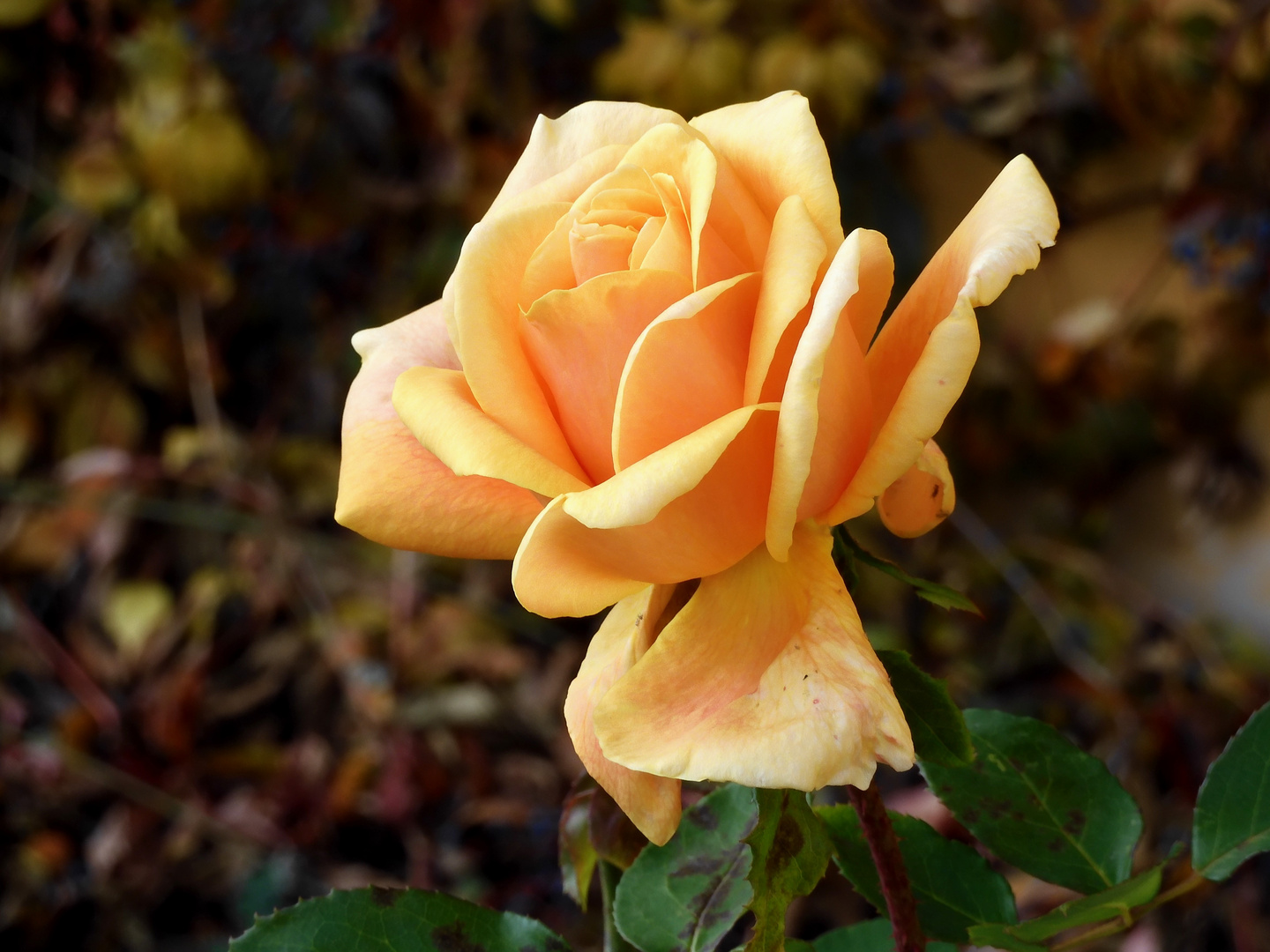 Die letzte Rose -Nana Mouskouri
