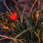 Die letzte Rose von Egeln