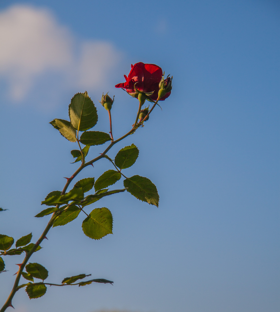 die letzte Rose von Hamburg