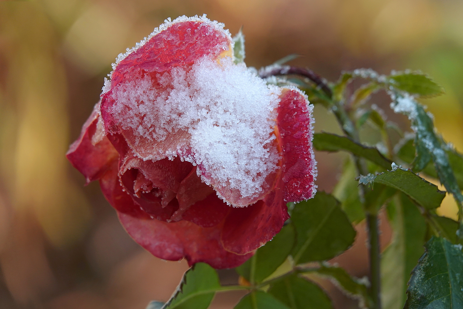 Die letzte Rosenblüte