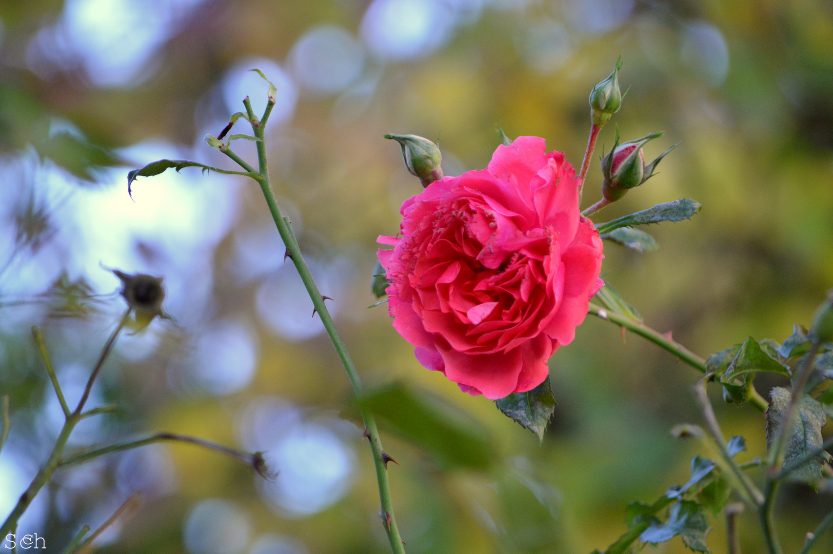 Die letzte rote Rose